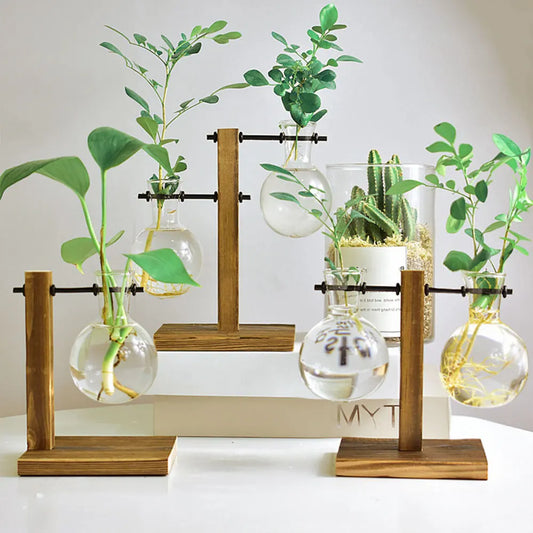 Hydroponic Plant glass Terrarium